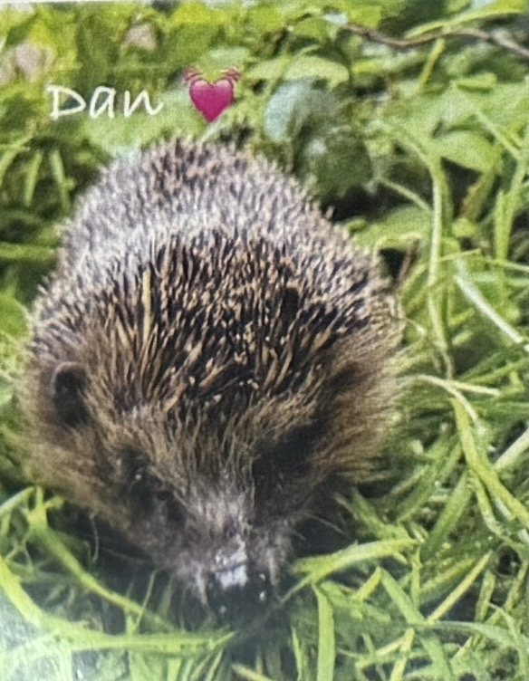 Igel Dan im Gras