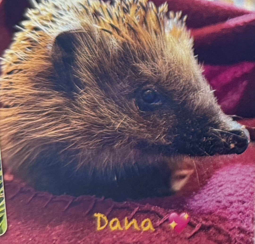 Igel Dana