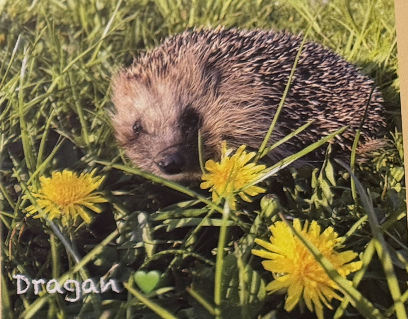 Igel Dragan im Löwenzahn