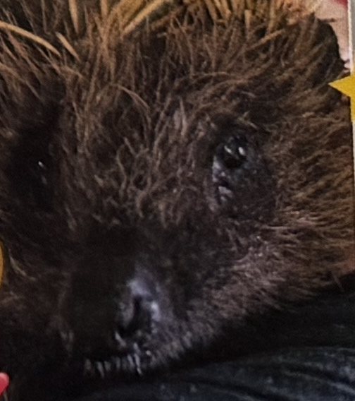 Igel Horsti