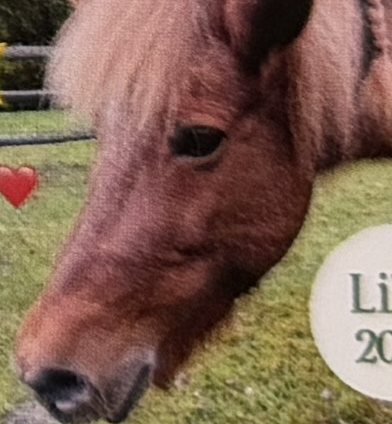 Pony Lilja