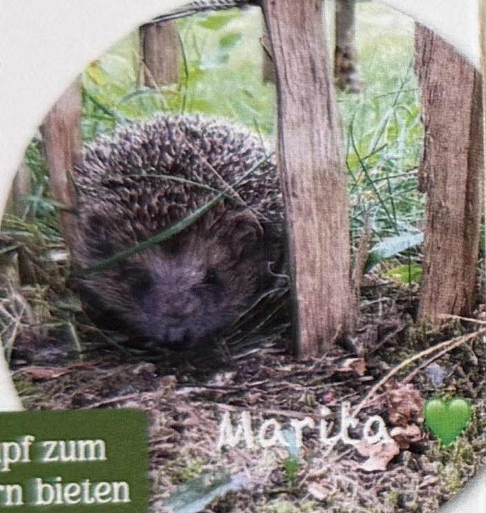 Igel Marika an einem Durchschlupf im Holzzaun