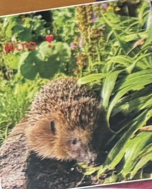 Igel im Garten