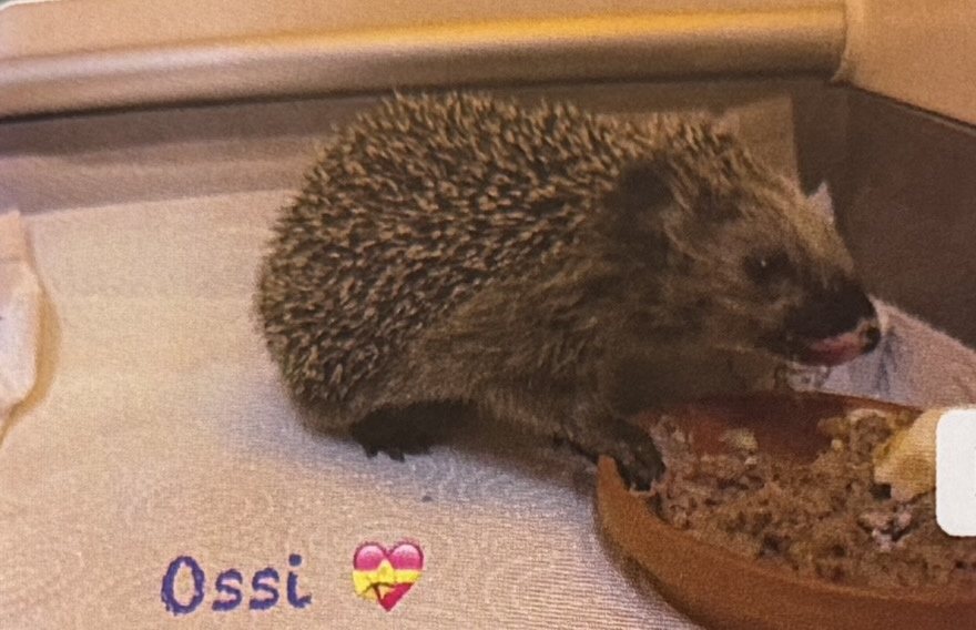 Igel Ossi im Inkubator
