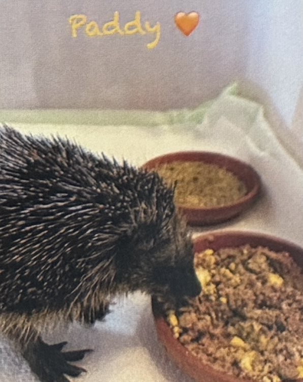 Igel Paddy an der Futterschale