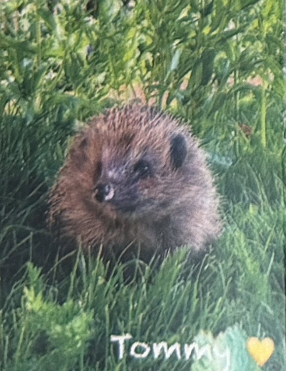 Igel Tommy im Gras