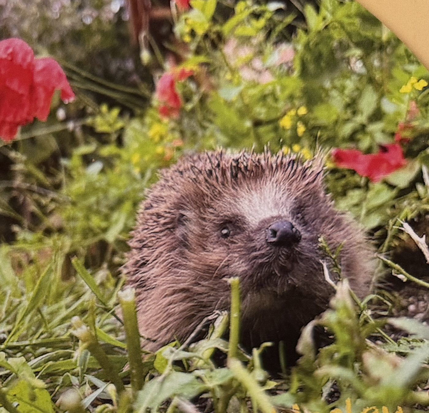 Igel Wesley zwischen Mohnblumen und Gräsern